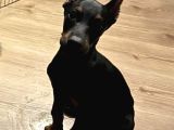 Kizil-Si̇yah Doberman Yavrular Mevcut