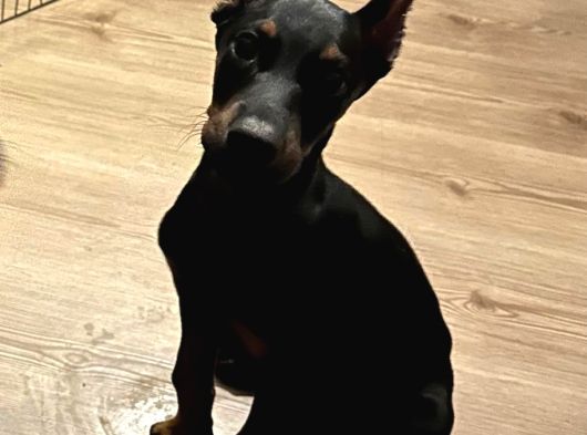 Kizil-Si̇yah Doberman Yavrular Mevcut görsel