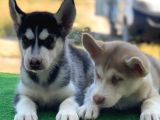 HUSKY SİBİRYA KURDU YAVRULARIMIZ HAZIR