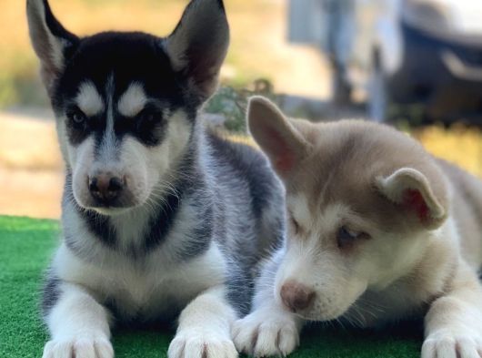 Husky Si̇bi̇rya Kurdu Yavrularimiz Hazir