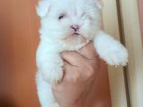 Kar Beyaz Maltese Yavrular