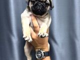 Hamburger Surat Pug Mops Bebekler