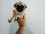 Hamburger Surat Pug Mops Bebekler