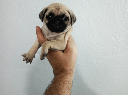 Hamburger Surat Pug Mops Bebekler görsel