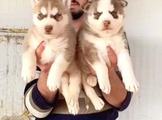 Husky Si̇bi̇rya Kurdu Yavrularimiz Hazir görsel
