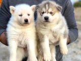 Husky Si̇bi̇rya Kurdu Yavrularimiz Hazir