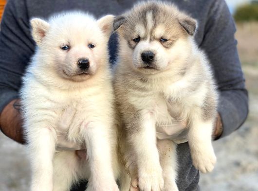 Husky Si̇bi̇rya Kurdu Yavrularimiz Hazir görsel