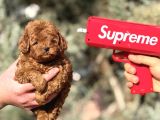 Her Renk Poodle Bebekler Mevcut