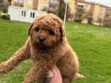 Her Renk Poodle Bebekler Mevcut