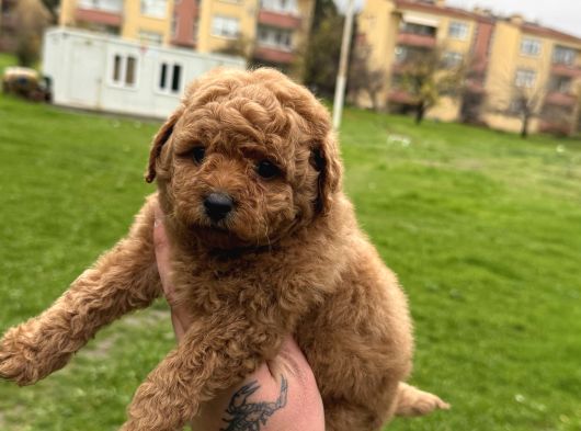 Her Renk Poodle Bebekler Mevcut görsel