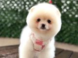 Irk Garanti̇li̇ Pomerani̇an Boo Yavrularimiz