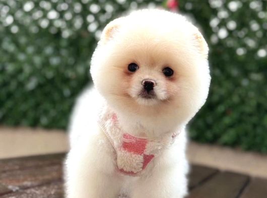 Irk Garanti̇li̇ Pomerani̇an Boo Yavrularimiz görsel