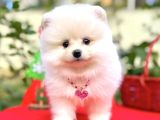 Irk Garanti̇li̇ Pomerani̇an Boo Yavrularimiz