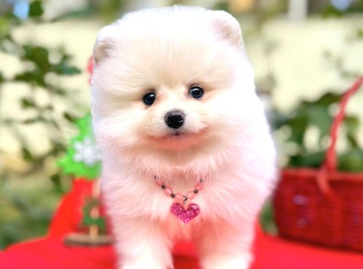 Irk Garanti̇li̇ Pomerani̇an Boo Yavrularimiz görsel