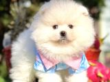 IRK GARANTİLİ POMERANİAN BOO YAVRULARIMIZ
