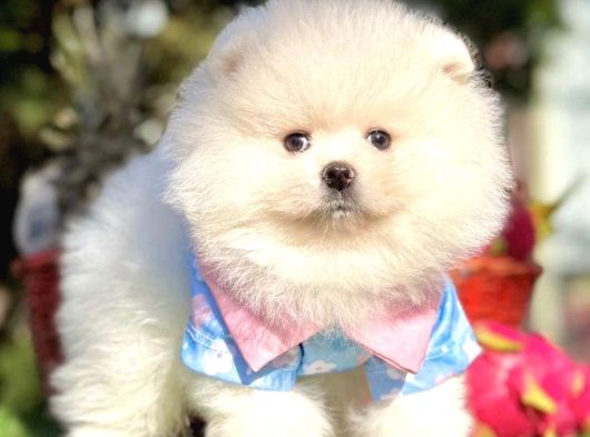 Irk Garanti̇li̇ Pomerani̇an Boo Yavrularimiz