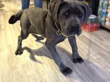 Kali̇teli̇ İtalyan Masti̇ff Cane Corso Yavrular