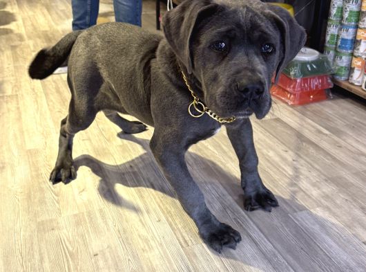 Kali̇teli̇ İtalyan Masti̇ff Cane Corso Yavrular görsel