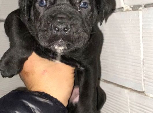 Kali̇teli̇ İtalyan Masti̇ff Cane Corso Yavrular