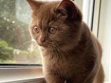 Dünyada Sayılı Olan Cinnamon Biritish Shorthair Bebekler