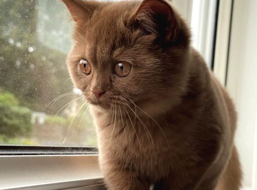 Dünyada Sayılı Olan Cinnamon Biritish Shorthair Bebekler görsel