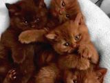 Dünyada Sayılı Olan Cinnamon Biritish Shorthair Bebekler