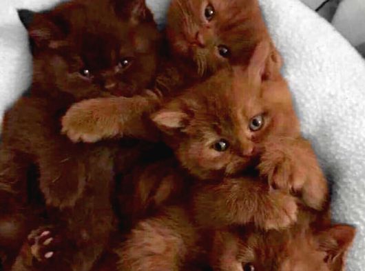 Dünyada Sayılı Olan Cinnamon Biritish Shorthair Bebekler görsel
