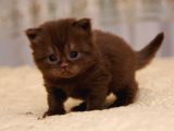 Dünyada Sayılı Olan Cinnamon Biritish Shorthair Bebekler