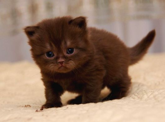 Dünyada Sayılı Olan Cinnamon Biritish Shorthair Bebekler görsel