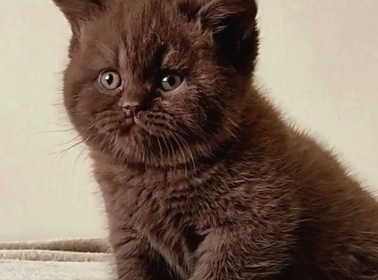 Dünyada Sayılı Olan Cinnamon Biritish Shorthair Bebekler görsel