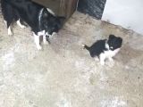 Her Renk Border Colli̇e Yavrularimiz Mevcut