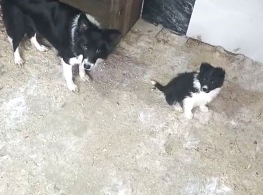 Her Renk Border Colli̇e Yavrularimiz Mevcut görsel