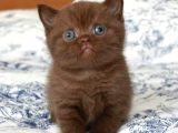 Dünyada sayılı olan cinnamon biritish shorthair bebekler