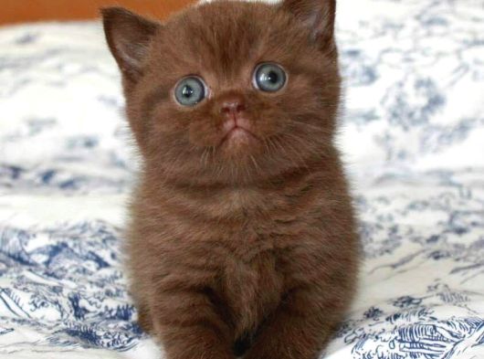 Dünyada Sayılı Olan Cinnamon Biritish Shorthair Bebekler
