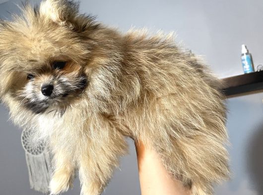 Teddy Bear Pofuduk Pomerian Yavrumuz Padaa görsel
