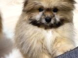 Teddy Bear Pofuduk Pomerian Yavrumuz Padaa