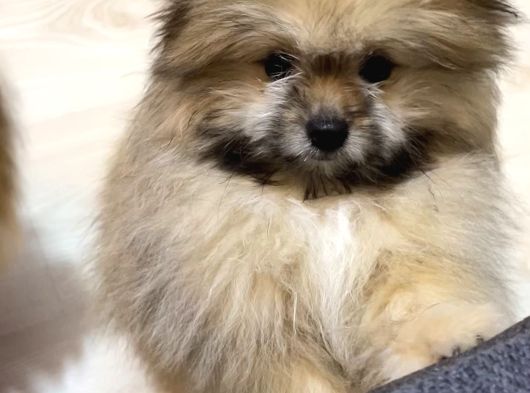 Teddy Bear Pofuduk Pomerian Yavrumuz Padaa görsel