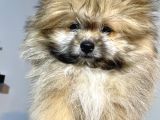 TEDDY BEAR POFUDUK Pomerian yavrumuz PADAA
