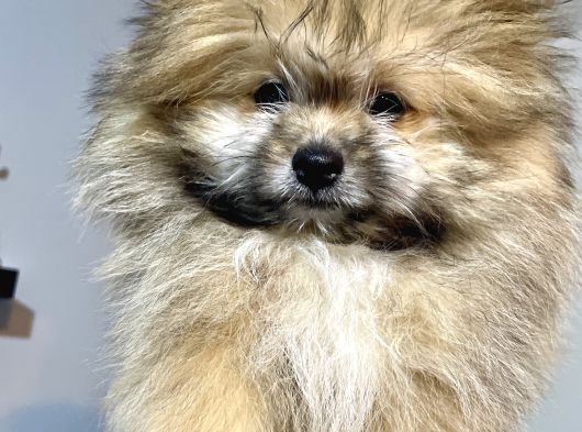Teddy Bear Pofuduk Pomerian Yavrumuz Padaa