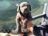 Kali̇teli̇ İtalyan Masti̇ff Cane Corso Yavrular
