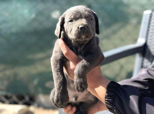 Kali̇teli̇ İtalyan Masti̇ff Cane Corso Yavrular görsel