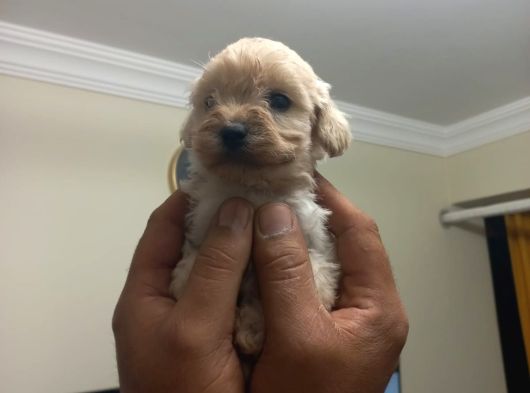 Kali̇teli̇ Malti̇po Bebekler görsel