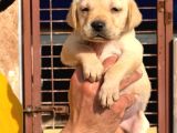 Orji̇nal Kanada Labrador Yabrular Hazir