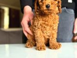Her Renk Poodle Bebekler Mevcut
