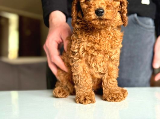 Her Renk Poodle Bebekler Mevcut görsel