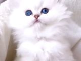 Chinçila Bebekler
