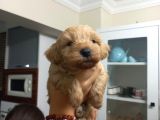 Kali̇teli̇ Malti̇po Bebekler