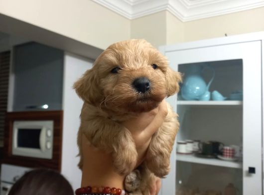 Kali̇teli̇ Malti̇po Bebekler görsel