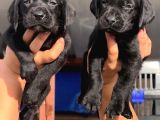 Orji̇nal Kanada Labrador Yabrular Hazir