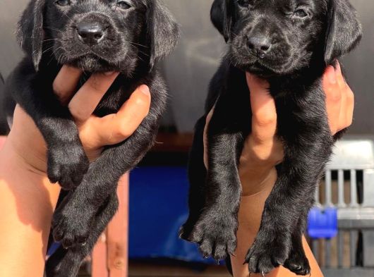 Orji̇nal Kanada Labrador Yabrular Hazir görsel